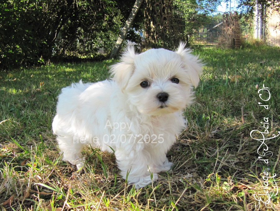 d'Abcia d'Or - Chiots disponibles - Bichon maltais