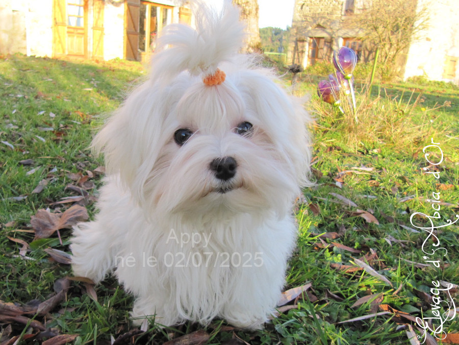 d'Abcia d'Or - Chiots disponibles - Bichon maltais