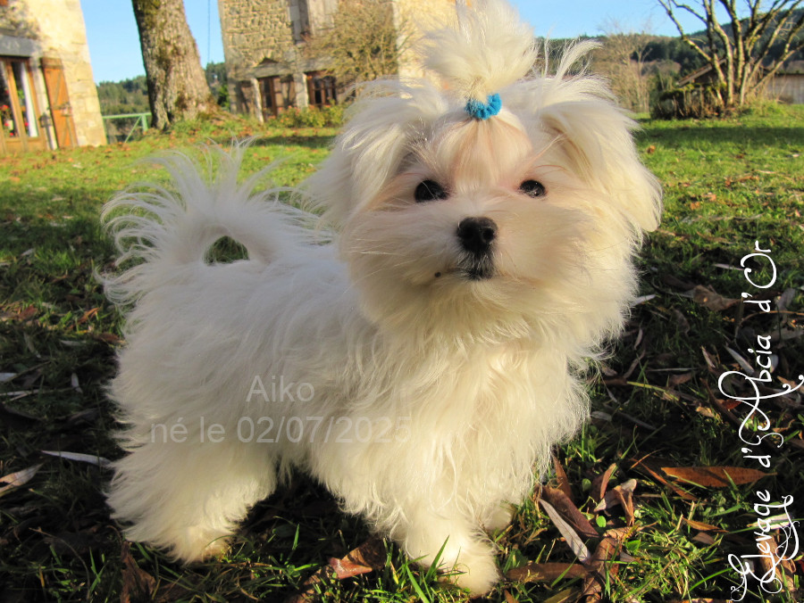 d'Abcia d'Or - Chiots disponibles - Bichon maltais