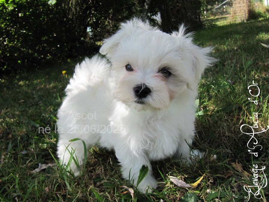 d'Abcia d'Or - Chiots disponibles - Bichon maltais