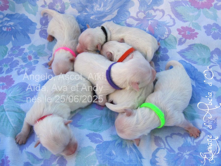 Chiot Bichon maltais d'Abcia d'Or
