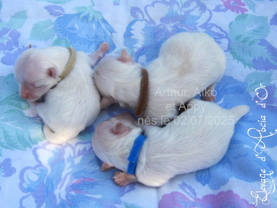 Chiot Bichon maltais d'Abcia d'Or