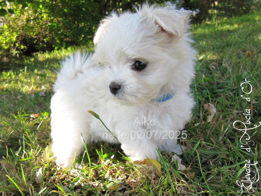 d'Abcia d'Or - Chiots disponibles - Bichon maltais