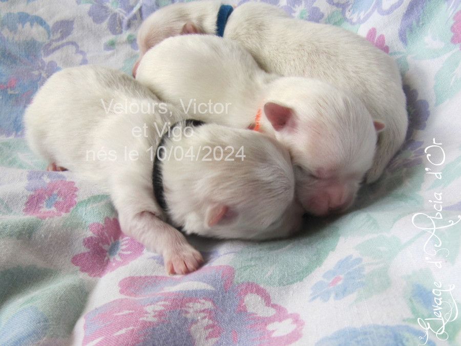 Chiot Bichon maltais d'Abcia d'Or